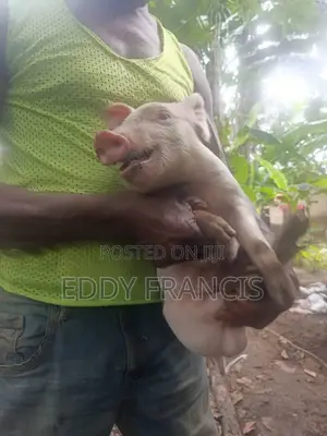 Healthy Piglets Mature Male Pig for Sale – Female ₦ | Male ₦