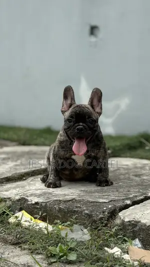 1-3 months Male Purebred French Bulldog