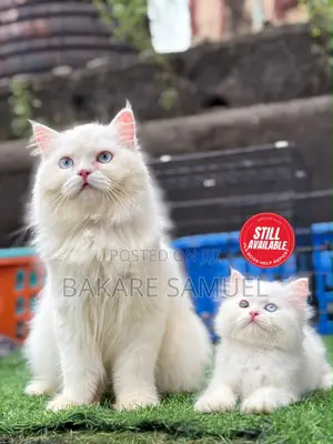 1-3 months Male Purebred Persian