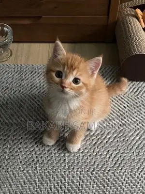 1-3 months Female Purebred American Shorthair
