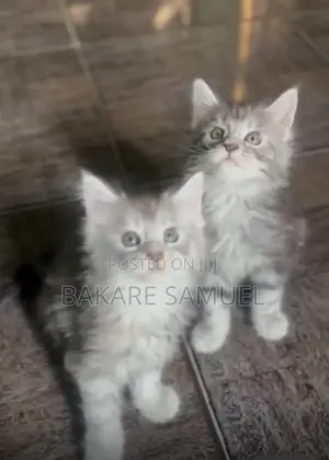 1-3 months Female Purebred Maine Coon