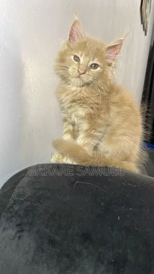 1-3 months Female Purebred Maine Coon