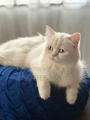 6-12 months Female Purebred Persian