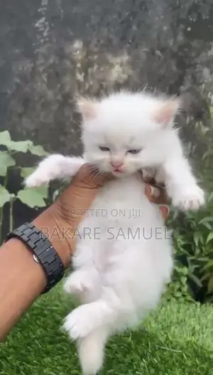 1-3 months Male Purebred Turkish Angora