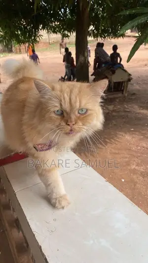 6-12 months Female Purebred Persian