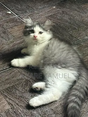 1-3 months Male Purebred Persian