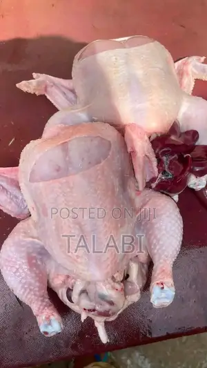 Broiler Chicken