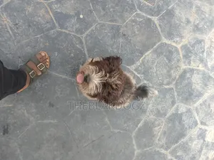 3-6 months Male Purebred Lhasa Apso