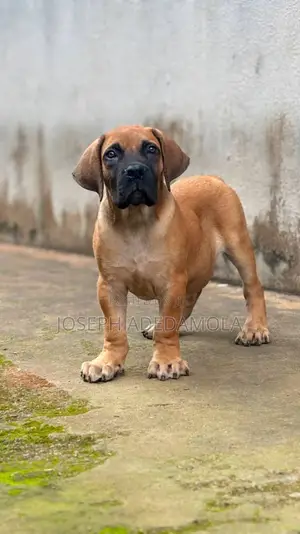 1-3 months Female Purebred Boerboel