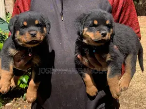 1-3 months Female Purebred Rottweiler