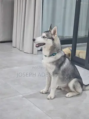 6-12 months Female Purebred Siberian Husky