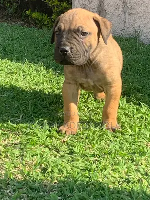 1-3 months Female Purebred Boerboel