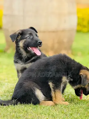 1-3 months Female Purebred German Shepherd