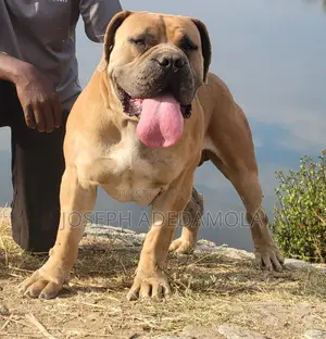 1+ year Male Purebred Boerboel