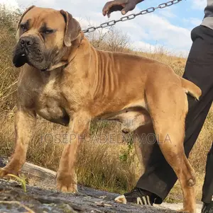 1+ year Male Purebred Boerboel