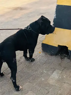 1+ year Male Purebred Cane Corso