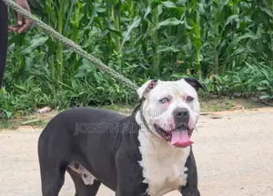 1+ year Male Purebred American Bully