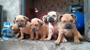 1-3 months Female Purebred Boerboel