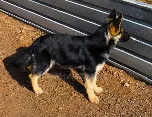 1-3 months Female Purebred German Shepherd