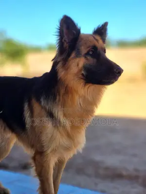 3-6 months Female Purebred German Shepherd