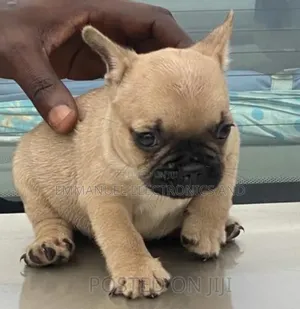 1-3 months Female Purebred French Bulldog