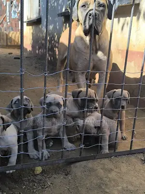 1-3 months Female Purebred Boerboel