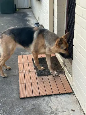 6-12 months Female Purebred German Shepherd