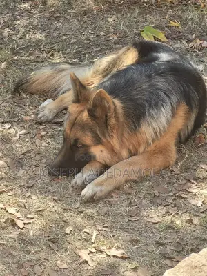 6-12 months Female Purebred German Shepherd