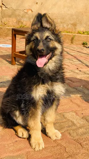 1-3 months Female Purebred German Shepherd