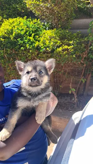 1-3 months Female Purebred German Shepherd