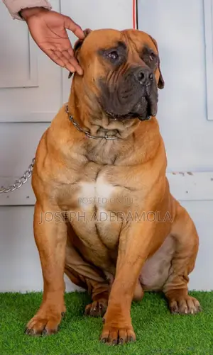1+ year Male Purebred Boerboel