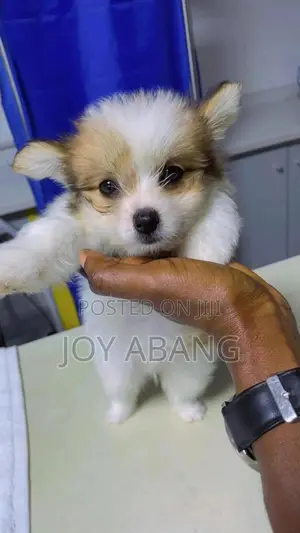 1-3 months Female Mixed Breed Lhasa Apso