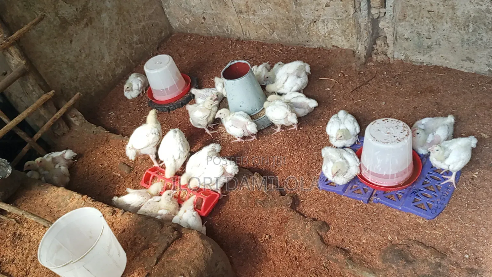 Noilers and Broilers for Sale
