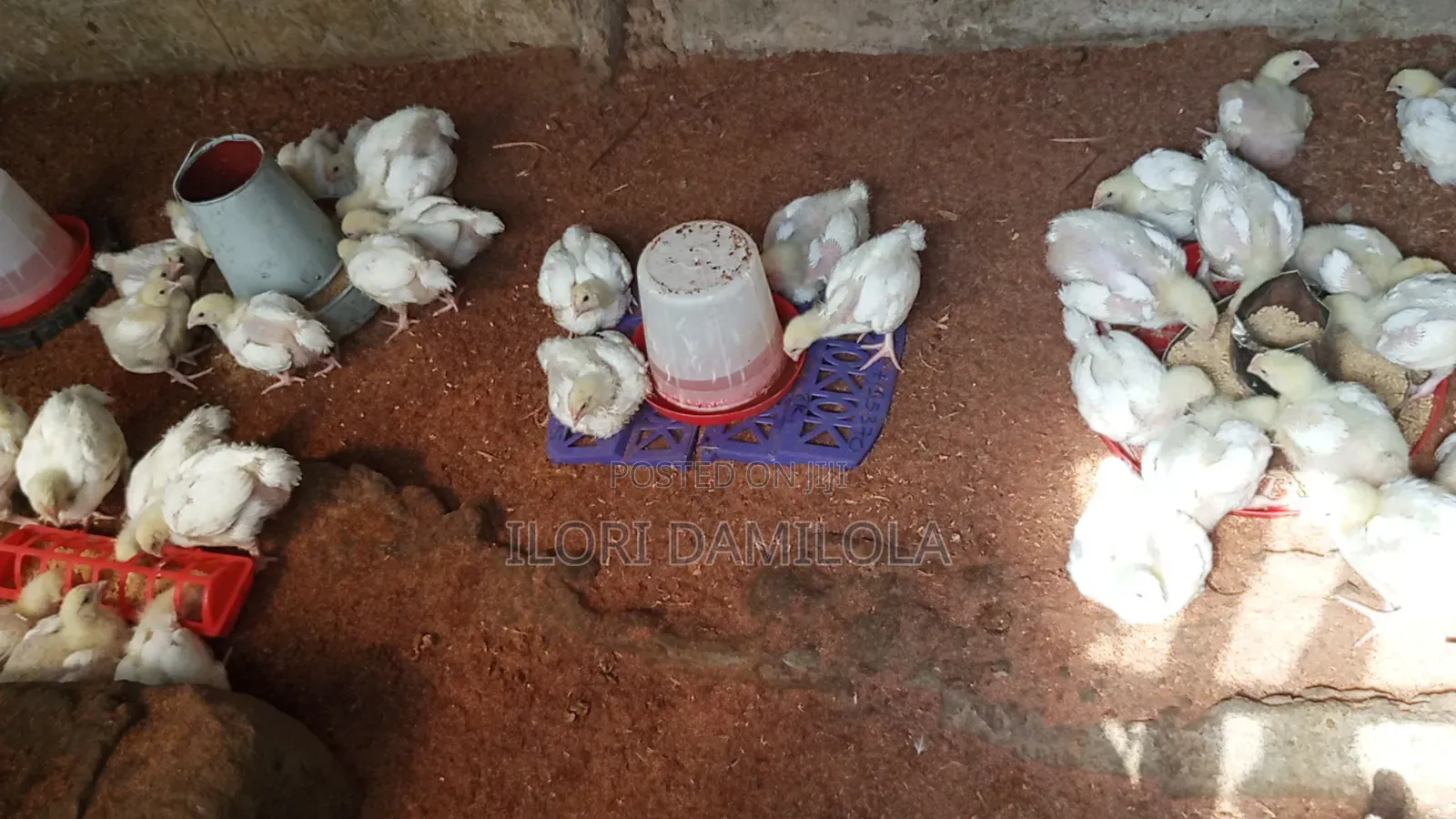 Noilers and Broilers for Sale
