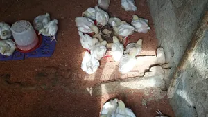 Noilers and Broilers for Sale