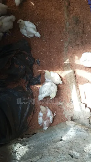 Noilers and Broilers for Sale