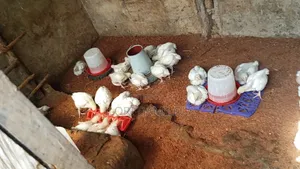 Noilers and Broilers for Sale