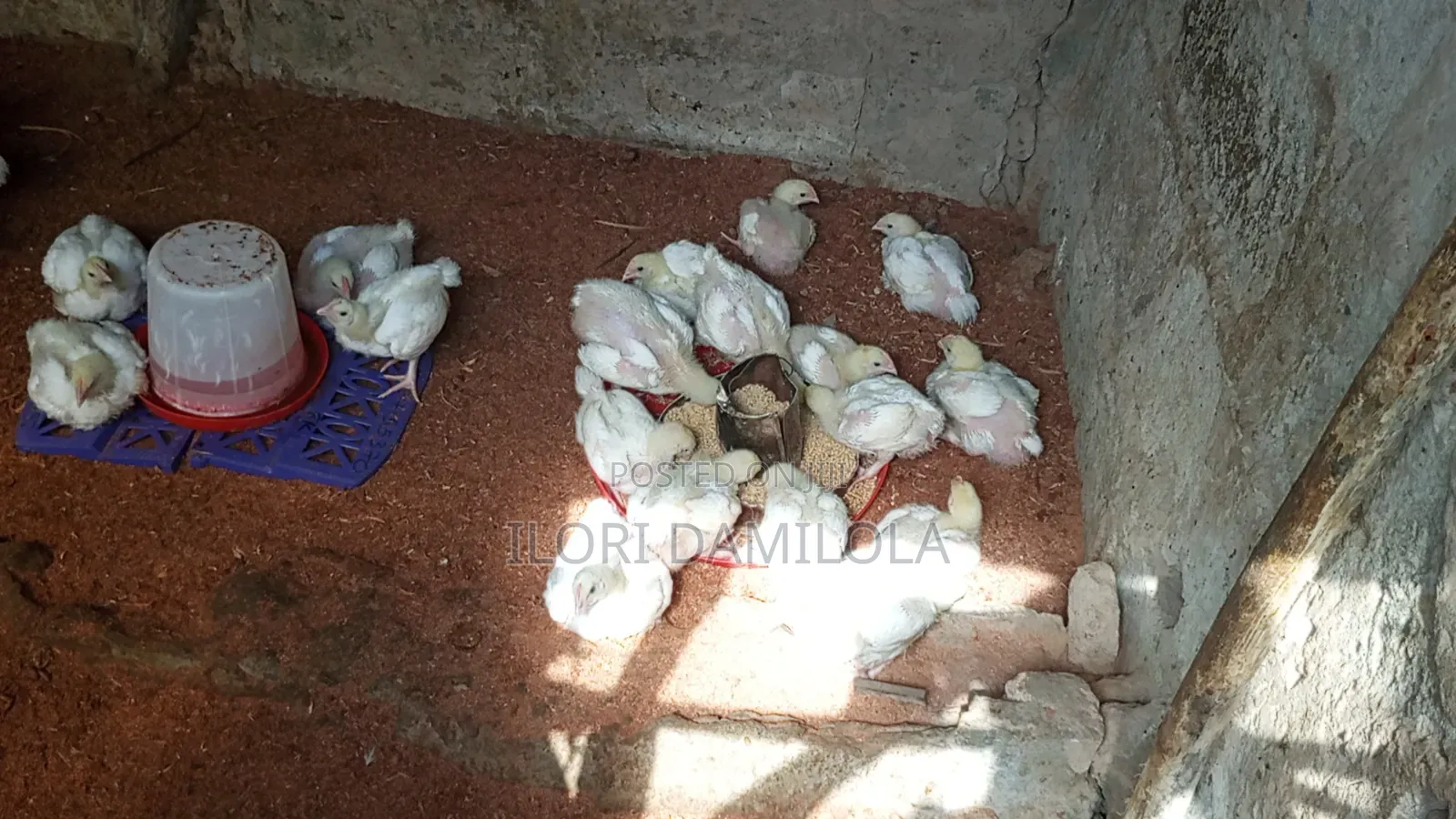 Noilers and Broilers for Sale