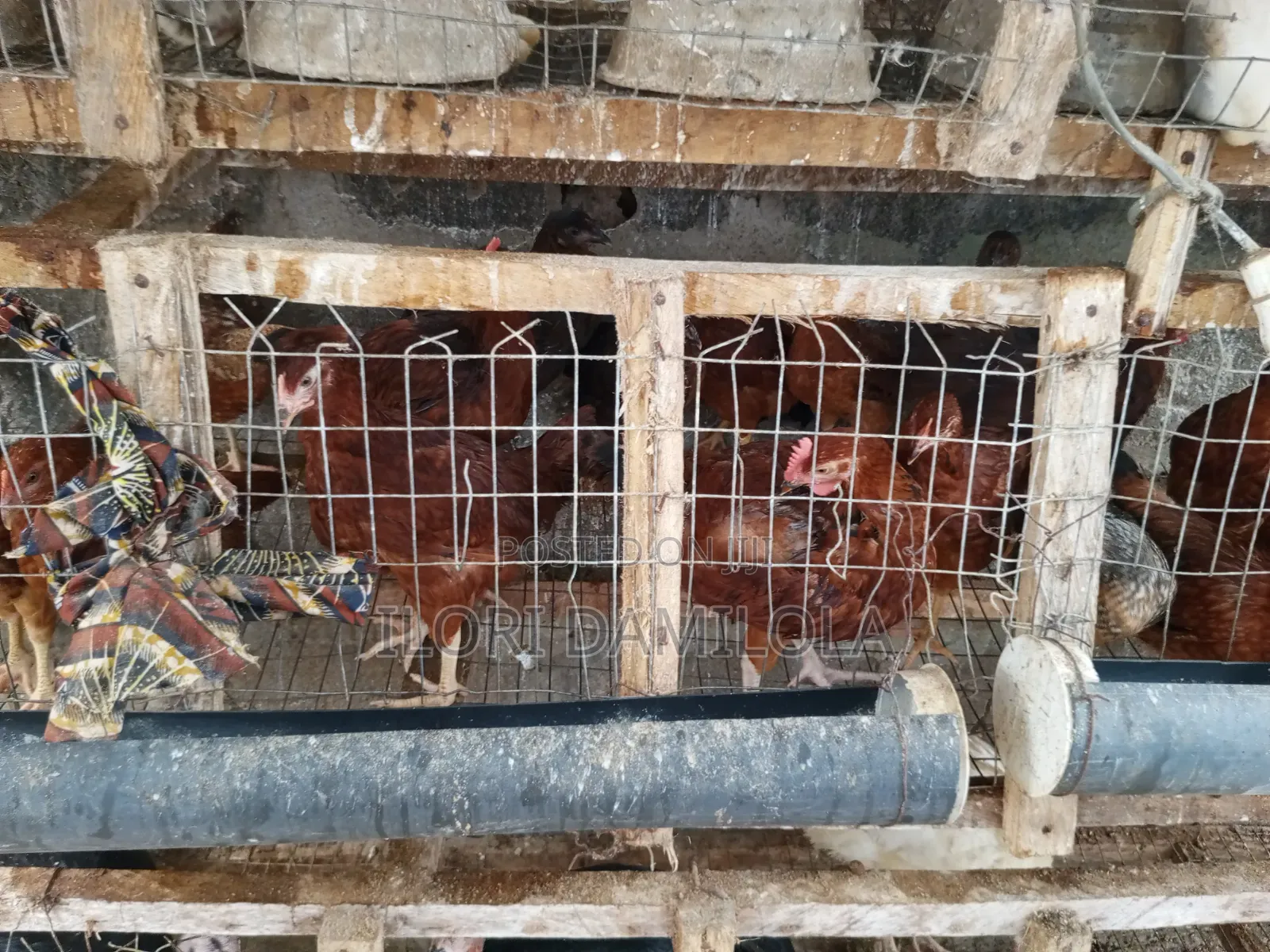 Noilers and Broilers for Sale