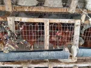 Noilers and Broilers for Sale