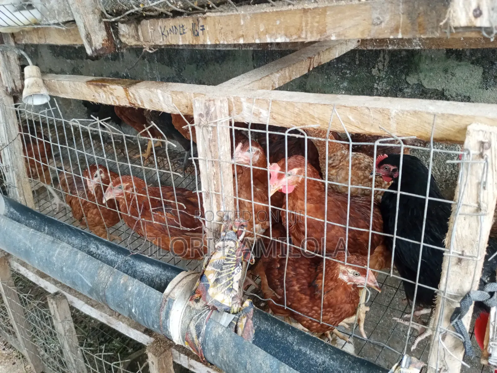 Noilers and Broilers for Sale