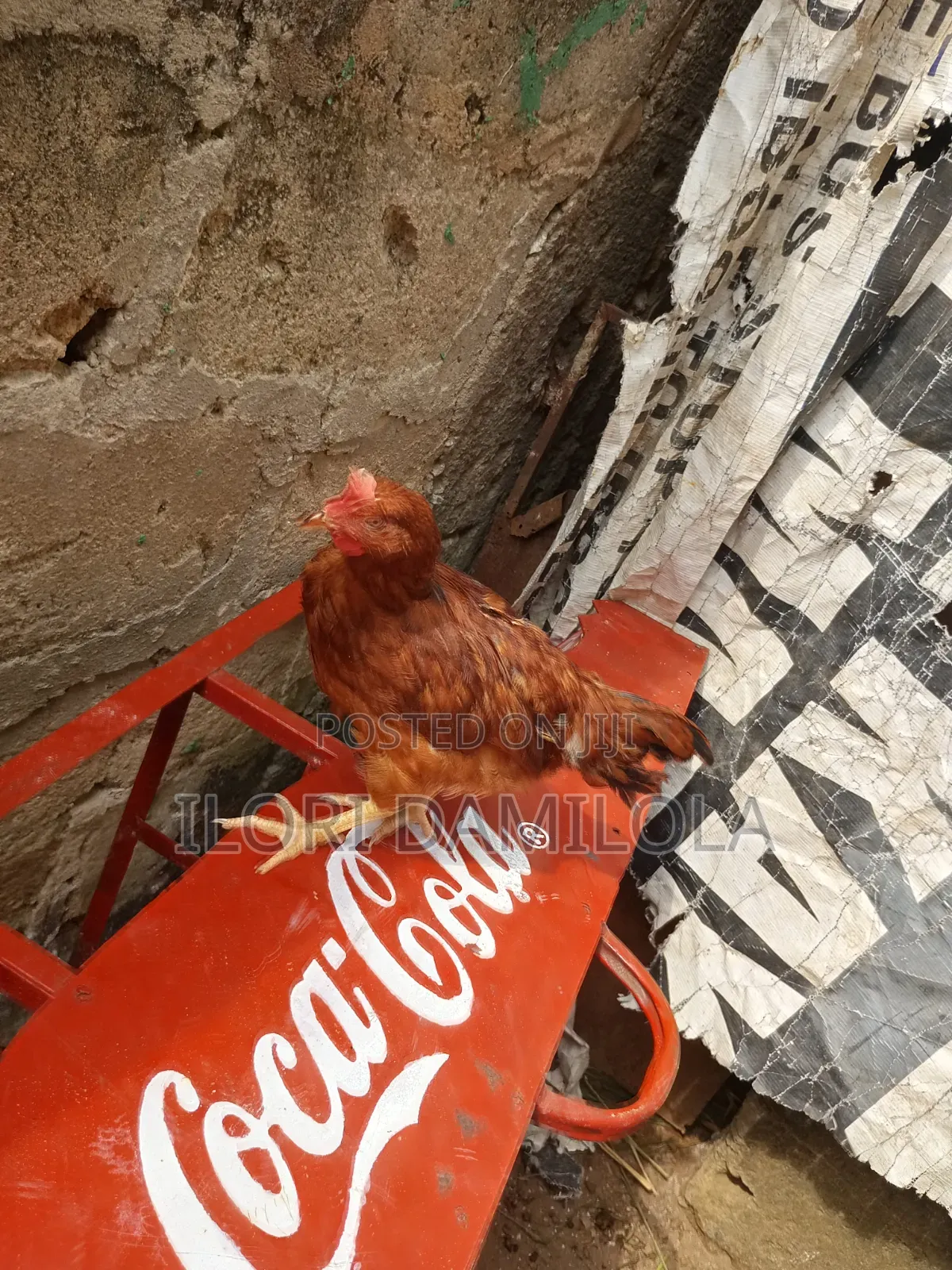 Noilers and Broilers for Sale