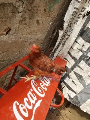 Noilers and Broilers for Sale