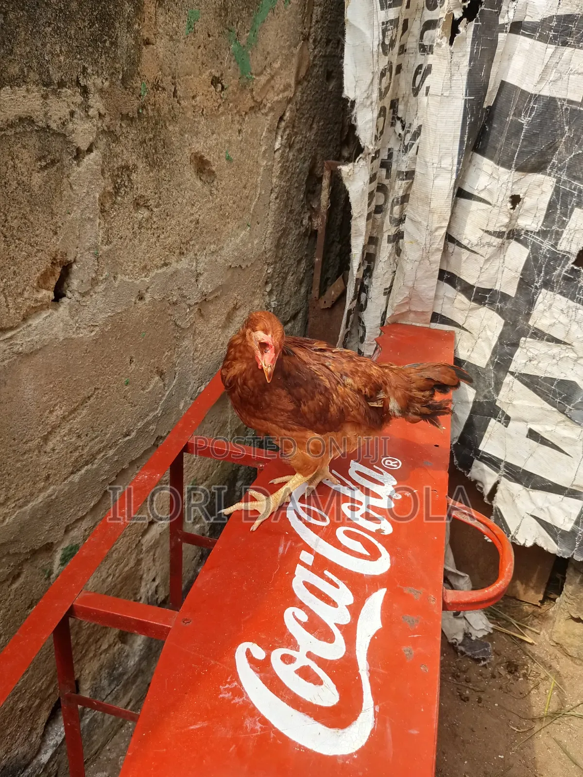 Noilers and Broilers for Sale