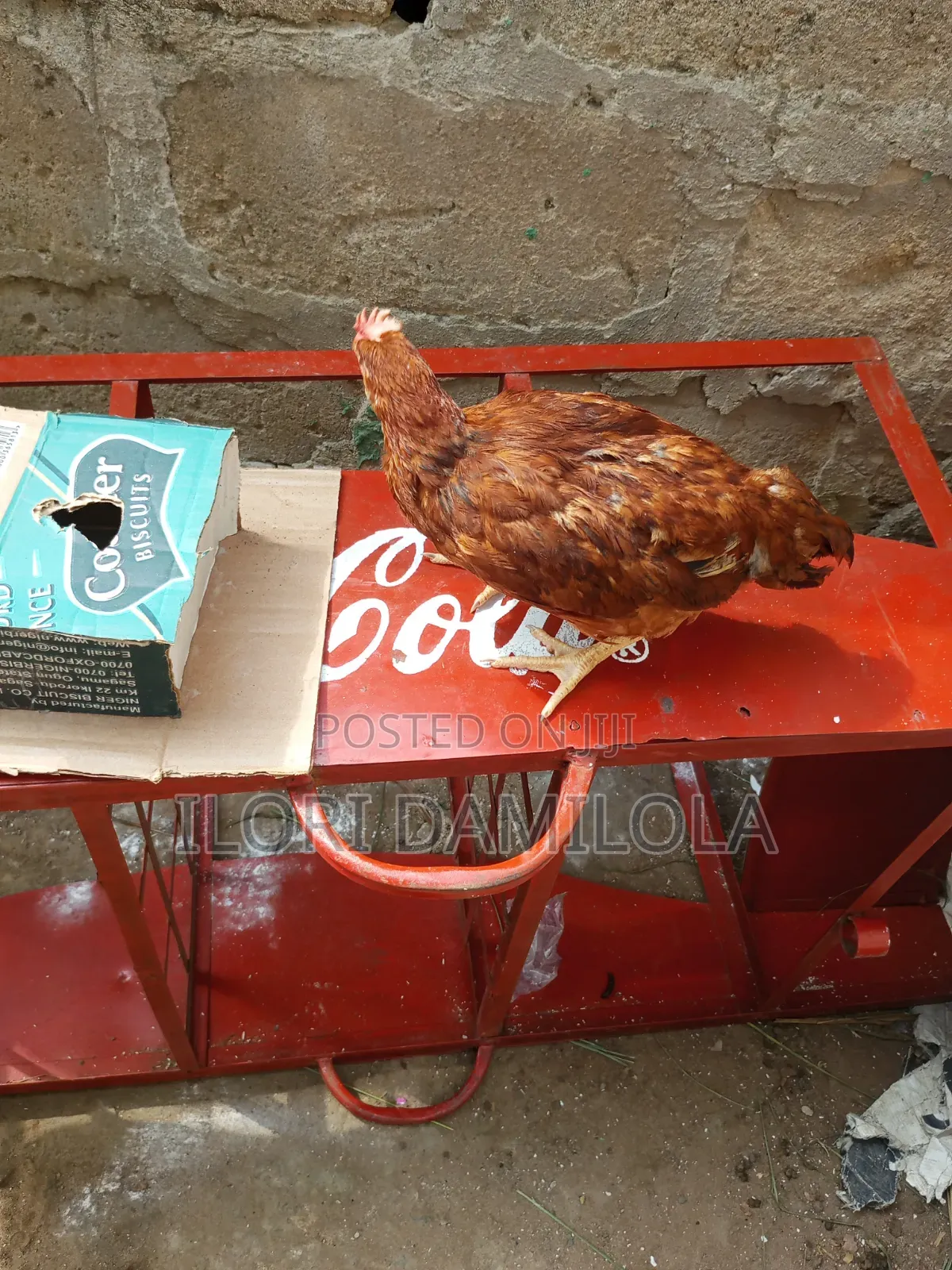 Noilers and Broilers for Sale