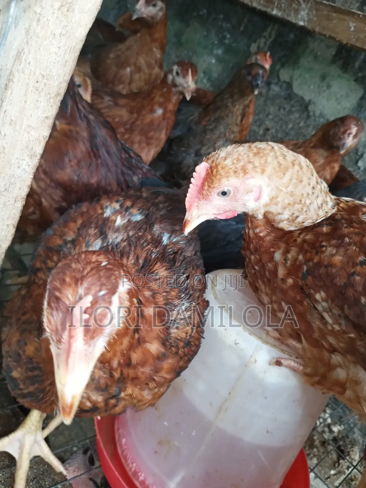 Noilers and Broilers for Sale