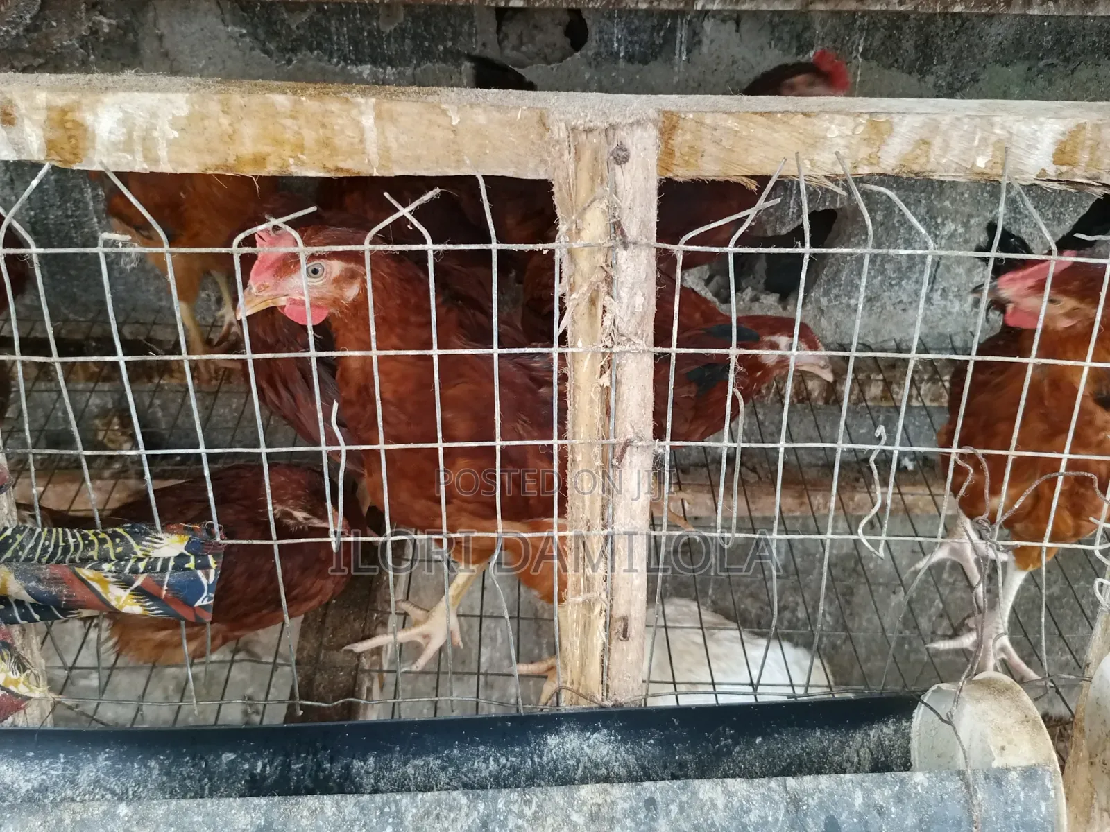 Noilers and Broilers for Sale