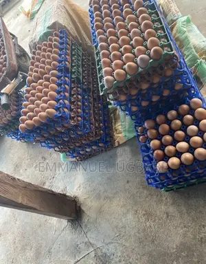 Fresh Eggs