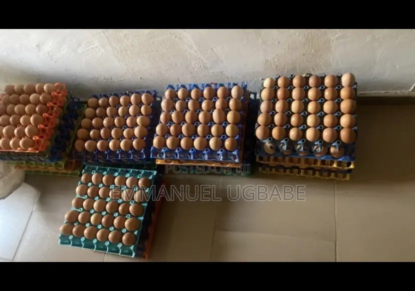 Fresh Eggs