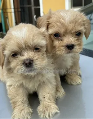 1-3 months Female Purebred Lhasa Apso